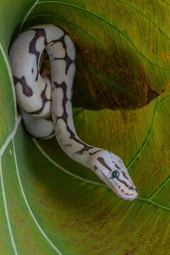Closeup shot of a ball python (Python regius) on a green leaf