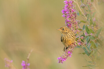 Meadow pipit