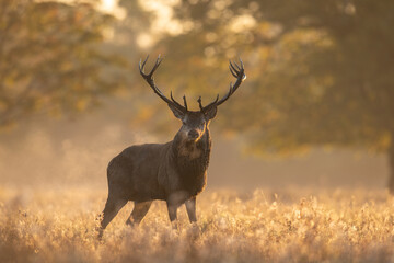 Red deer