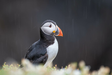 atlantic puffin