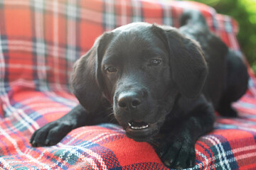 Playful mood of a labrador puppy lying on a red checkered plaid. Funny little puppy.
