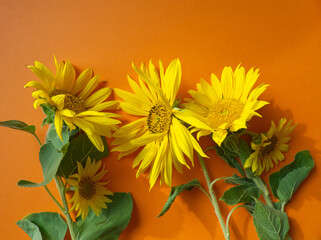 Yellow sunflowers on orange background. Autumn flowers layout. Yellow flowers pattern. Domestic and gardening plant. Yellow petals on orange surface. Botany card or layout of flower. Copy space.