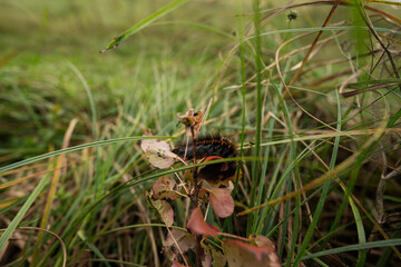Black caterpillar on a leaf at high grass.