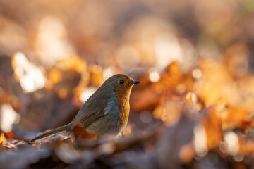 Robin in leaves 