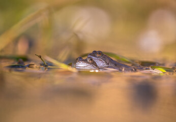Frogs