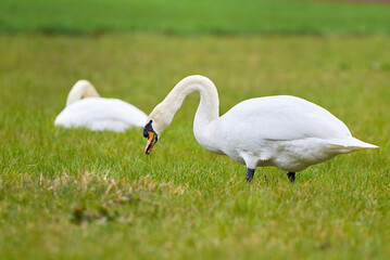 Mute swan eating grass on a field (Cygnus olor)