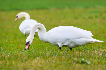 Mute swan eating grass on a field (Cygnus olor)