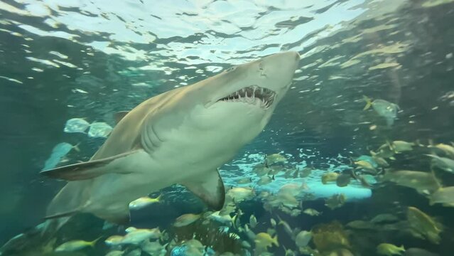 Shark approaches colorful reef fish. Shot on iPhone 14 Pro Max