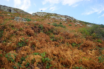 Cliff and Seashore of Bray Head Cliff Walk in Wicklow, Ireland