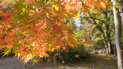 日本の秋・紅葉・もみじ