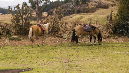 two Saddled Horses grazing grass in cusco peru
