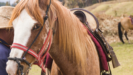 side of Brown and white Horse saddled for ridding in cusco peru
