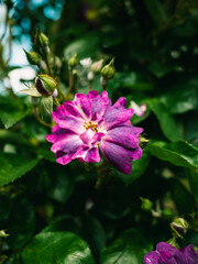 Obraz premium pink flower