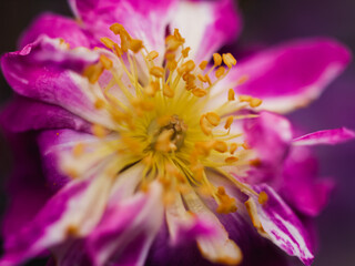 Obraz premium close up of a pink flower