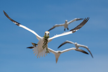 Gannets