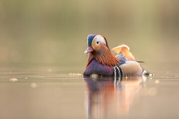 Mandarin duck