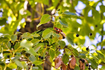 Amazon parrot on a tree behind the green leaves