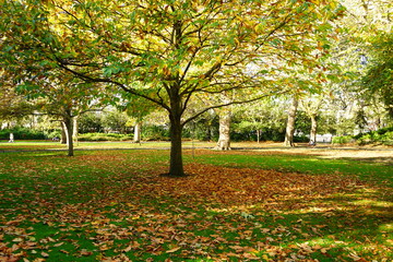 Autumn Colorful Foliage and Leaves at St. Stephen's Green Park in Dublin, Ireland