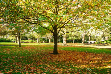 Autumn Colorful Foliage and Leaves at St. Stephen's Green Park in Dublin, Ireland