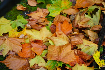 Autumn Colorful Foliage and Leaves at St. Stephen's Green Park in Dublin, Ireland