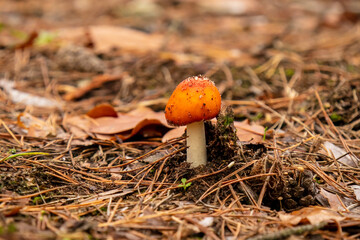 Grzyb © Magical moments