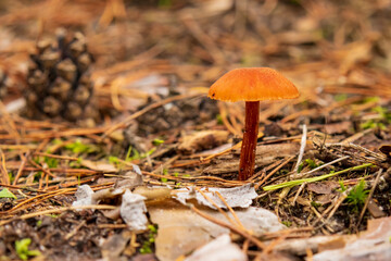 Grzyb © Magical moments