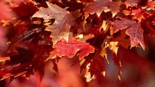 Close up autumn or fall background video of the red and yellow leaves of a sugar maple tree swaying in the wind.