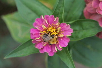 one insect bumblebee sits on a bud of a red yellow flower with green leaves in nature