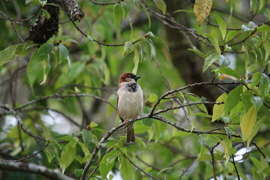 sparrow on the tree