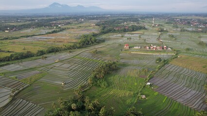 Bali, Indonesia - November 10, 2022: The Pererenan Paddy Rice Fields Of Bali, Indonesia