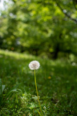 dandelion in the grass