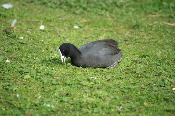 The Eurasian coot (Fulica atra), also known as the common coot, or Australian coot, is a member of the rail and crake bird family, the Rallidae. It is found in Europe, Asia, Australia, New Zealand 