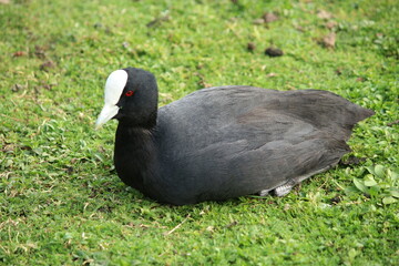 The Eurasian coot (Fulica atra), also known as the common coot, or Australian coot, is a member of the rail and crake bird family, the Rallidae. It is found in Europe, Asia, Australia, New Zealand 