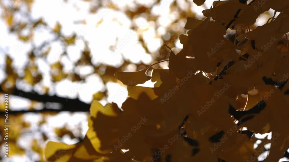 Canvas Prints close up of a ginkgo biloba tree branch with yellow foliage swaying in the wind as the sun shines th