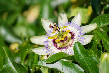 Spring time. Passion flower macro with wide copy-space