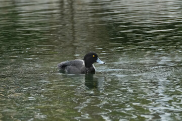 tufted duck in a pond