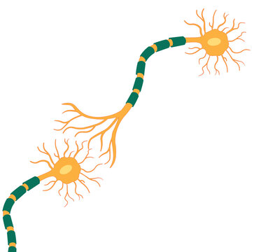 Connected multipolar neuron illustration. Neuorn synapse
