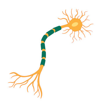 Isolated Multipolar Neuron ilustration. Yellow and green neuron. 