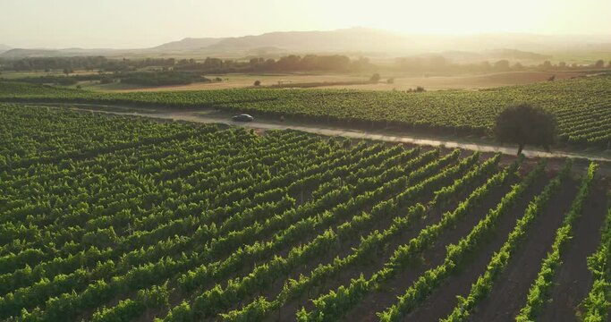 Amazing aerial view of the vineyard and agricultural fields with the sunbeams shining and reflecting