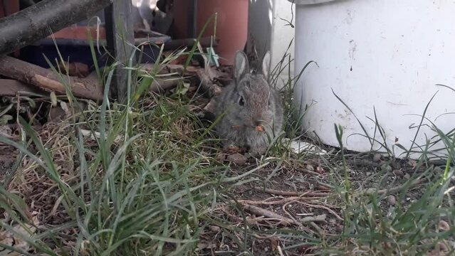 Conejo beb&eacute; comiendo cerezas en el jard&iacute;n. Oryctolagus cuniculus