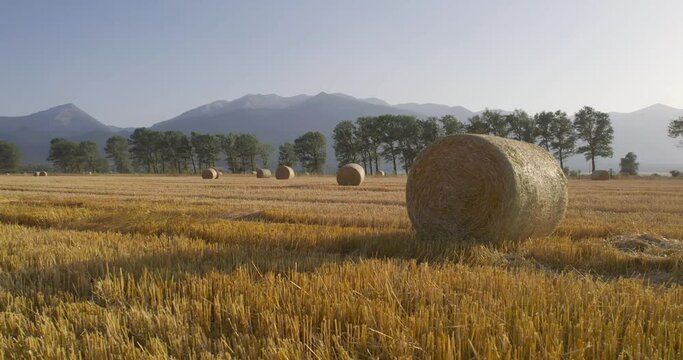 Harvested field with straw bales in sunset, agriculture farming concept