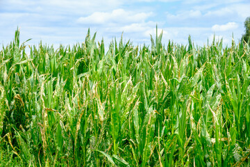 Corn plants with burned leaves growing against cloudy blue sky after herbicide spraying on summer day in agricultural field