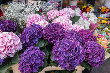 Estonia, Tallinn - July 21, 2022: Closeup of purple hortensia flowers on market along Viru streeet....
