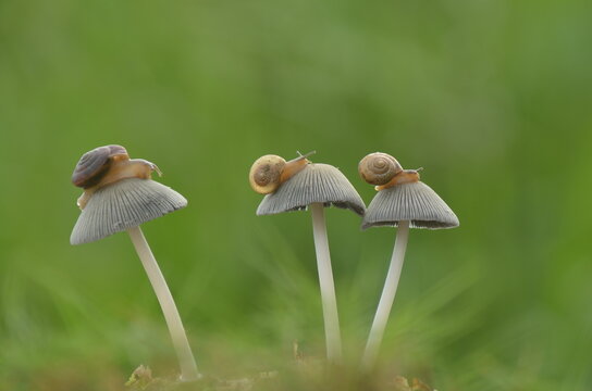 Slugg bilder – Bläddra bland 4,071 stockfoton, vektorer och videor ...