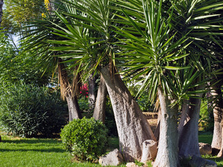 large, multi-stemmed Yucca elephantipes, Yucca guatemalensis, asparagus family