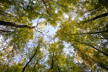 Natur Bild im Wald Baumkronen