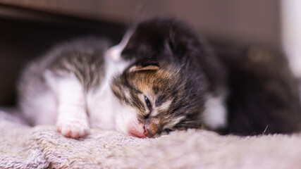 Cute little baby kitten on fur white blanket. Two weeks old baby cat on her blanket looks curious into the camera. The first exploration of a new born kitten. Street cat mixture breed adopted mother 