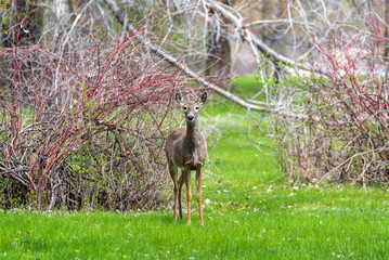 White-tailed Deer Feeding In Spring
