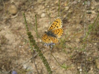 butterfly on a flower