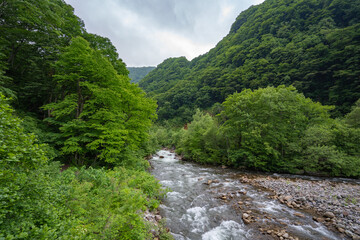 Fototapeta na wymiar 苗名滝の勢いのある流れも少し、穏やかな流れに変わる川